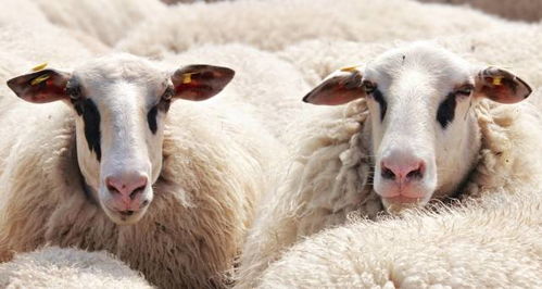 属羊的人生在几月,2022年好运上上签,职场顺遂,心想事成 羊人 生肖 生活 