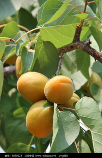 关于杏子果实的诗句