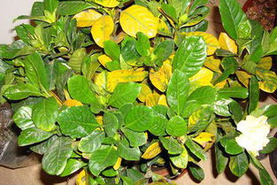栀子花叶子发黄是什么原因,小叶栀子花水大叶片发黄