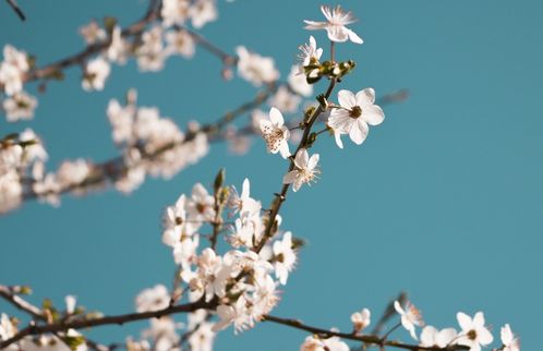 5月底,鸳鸯戏水,喜鹊起舞,爱情降临,3生肖桃花运来,旧情复发 爱得 