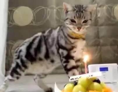 猫主子庆生准备的蛋糕 猫主子一爪子上去 蜡烛就灭了 