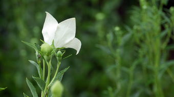 蔬菜种植展板介绍语句（蔬菜种植宣传