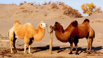 小朋友百科 为什么骆驼可以长时间不喝水