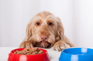 狗狗怎么喂养 宠物饲养常见问题解答