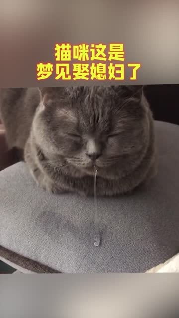 猫咪这是梦见娶媳妇了,看着口水,都不知道说啥好了 