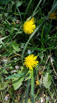 草地上开很多类似菊花的小花是什么花 