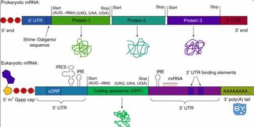 RNA的类型有哪些 7 种具有结构和功能的 RNA