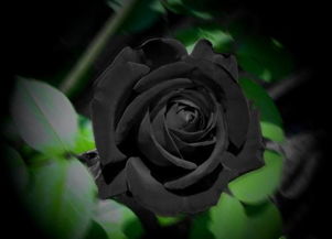 摩羯座的黑色玫瑰，摩羯座的黑色玫瑰代表什么(摩羯座的颜色是紫色的吗)