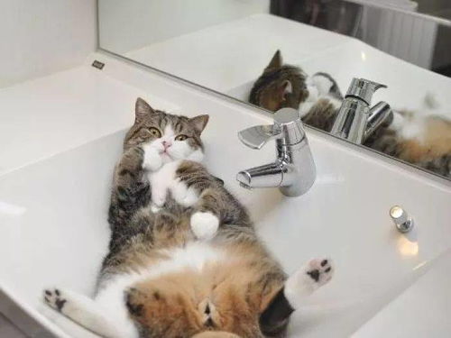 长得好看的猫,就连洗澡都那么好看 