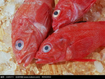 冰块上三条红色的生鱼图片 1169373 