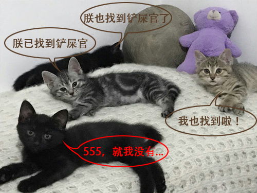 上海嘉定猫咪免费领养 