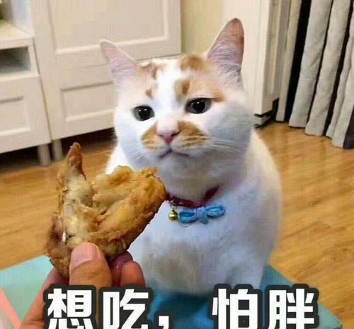 为什么猫咪不能吃人的食物 看完这些你就明白了