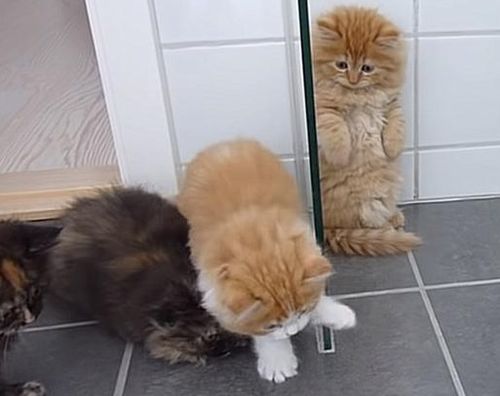 主人给猫买了新玩具,其中一只猫害怕玩具,被逼到墙角站起来