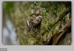贵州山区野生石蛙人工采卵孵化注意事项