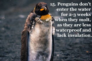 关于企鹅的25个有趣的知识 15 