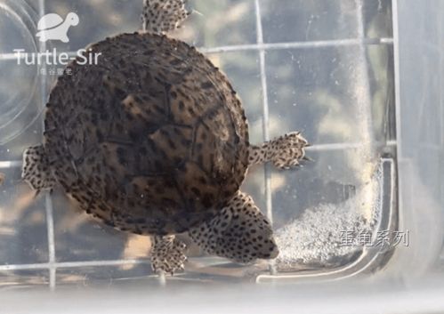 巨头蛋龟 剃刀龟 虎纹蛋龟苗饲养中要注意什么
