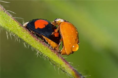 梦见钱穿子虫