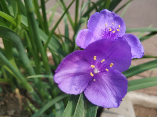 有尊贵高雅花语的紫露草,5月徒长和3点有关,做好后矮壮开花多