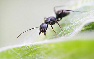 蚂蚁喜欢吃什么,蚂蚁喜欢吃什么食物图片