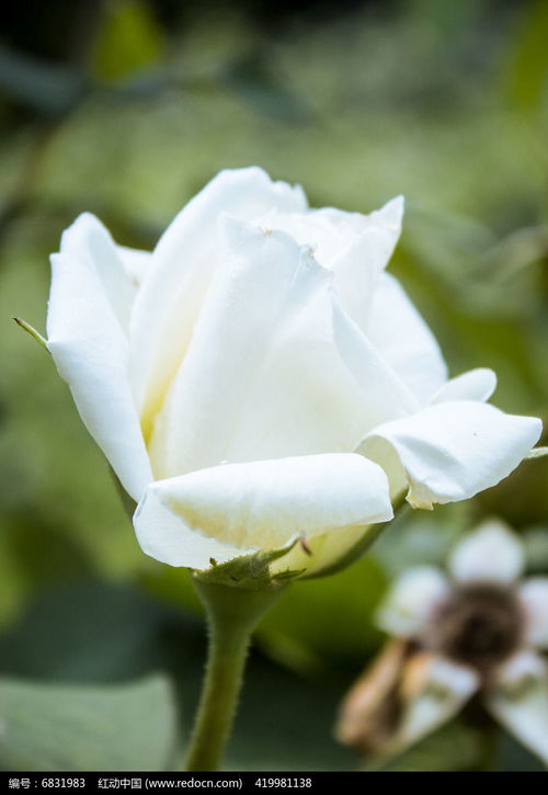 白色玫瑰花的花苞高清图片下载 红动网 