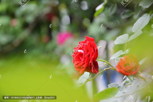 关于红蔷薇花的唯美诗句