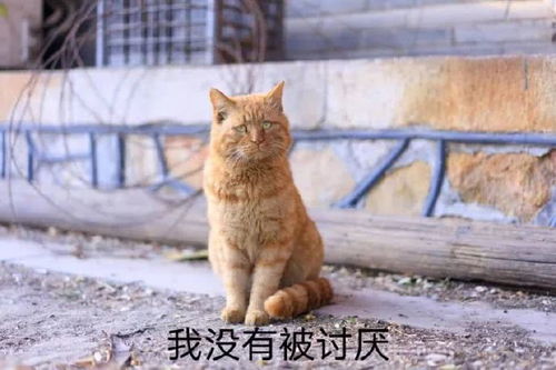 北大猫咪图鉴 猫咪的爱恨情仇和猫界往事