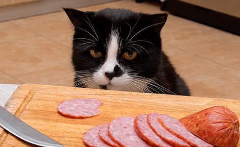 猫号称馋猫，人吃的什么食物对猫咪有伤害