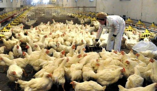 朝鲜鼓励各类养殖,养兔 养鸡 养猪 养羊 养牛