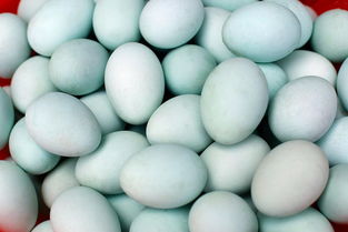 鹅蛋比鸡蛋的营养价值高吗,鸡蛋和鹅蛋哪个营养价值更高