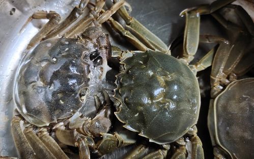 活螃蟹的最佳保存方法,螃蟹应该怎么吃