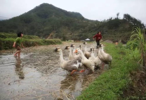 孩子,爸爸带你回电白农村,去看看我儿时看过的风景