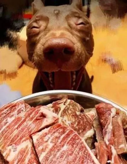 狗子60天没吃到牛肉,再见肉时,这货的表情...