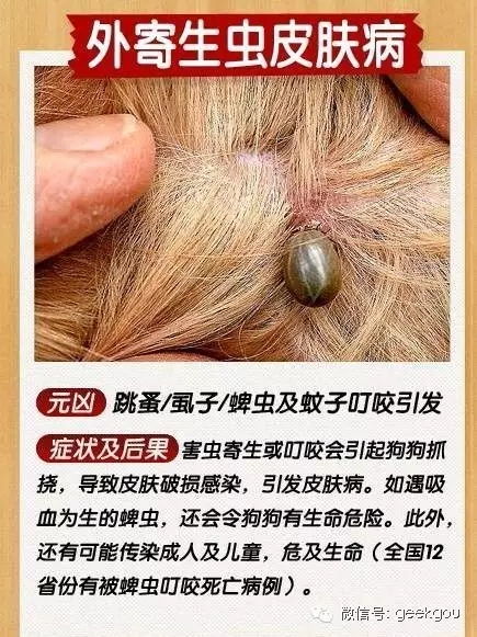 狗皮肤病图片 搜狗图片搜索