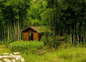 我爱家乡的竹林,不,是竹海 初伊科技 原野乡村 