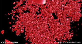 红色花瓣视频素材 