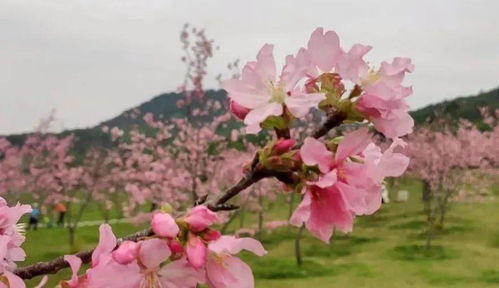 樱花造句怎么造-要挟樱花绯红宛如掌故的解释是什么？