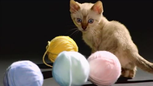 猫科动物的故事 小猫咪喜欢玩毛球,它们非常的调皮 