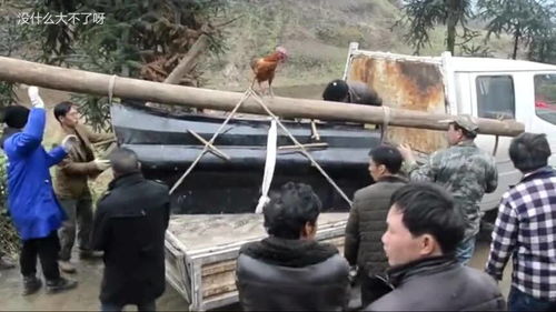 江西农村出殡,棺材上放一只公鸡,这才是真正的农村风俗,现在已经很少见了 