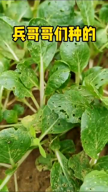 自己种的菜还没野生的长的好,野菜 打脸不,谁叫你们不给化肥 