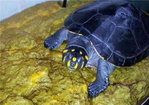 黄头侧境龟长期生活水中不上岸能活多久 