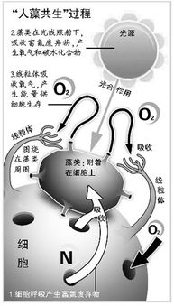 共生现象的共生和内共生 