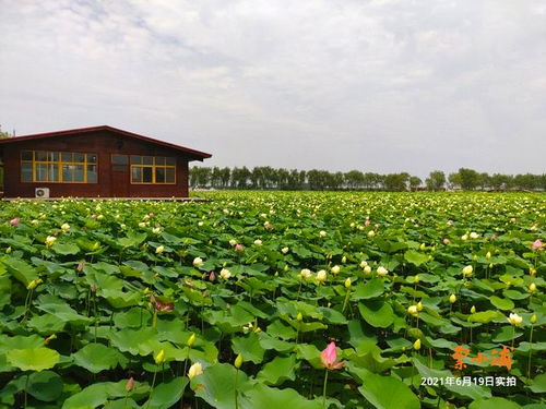 2021洛阳孟津银滩荷花节门票预订 营业时间 地点 游玩项目