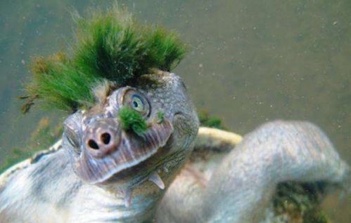 一只时髦发型的大龟闯入人类视线,看到大龟惊讶了,就是颜色太绿