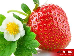 草莓为什么那么大 草莓很大是有什么原因