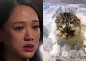 陈乔恩缺席爱猫做手术 流泪面对黑粉谩骂
