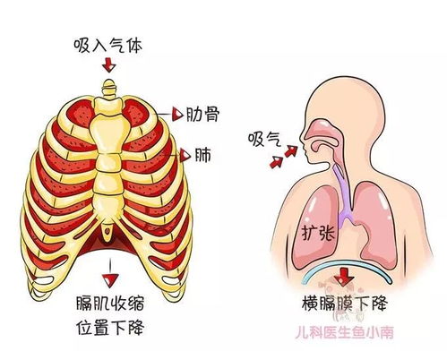 宝宝胸下鼓起的 两个包 是什么鬼 医生 肋骨外翻是缺钙吗