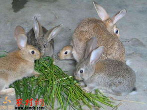 灰毛兔养殖经济收入可观 是适合农民家庭增收的好项目 