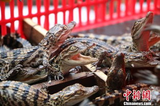 广西边防查获399条暹罗鳄鱼苗 仅出生10余天 