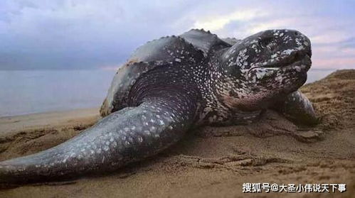 世界上体型最大的海龟是什么 棱皮龟生活习性详细介绍