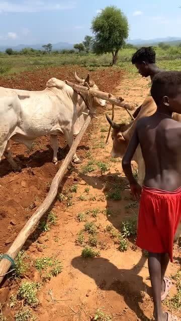 非洲人耕地都准备好几头牛,耕地必须两头牛才可以,不然耕不动 